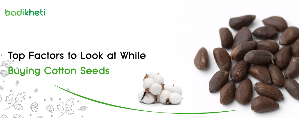 Top 4 Factors to Look at While Buying Cotton Seeds - badikheti